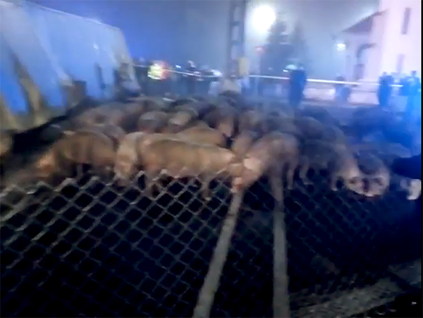 TIR cu 200 de porci răsturnat la Huedin - Sursa video ISU Cluj